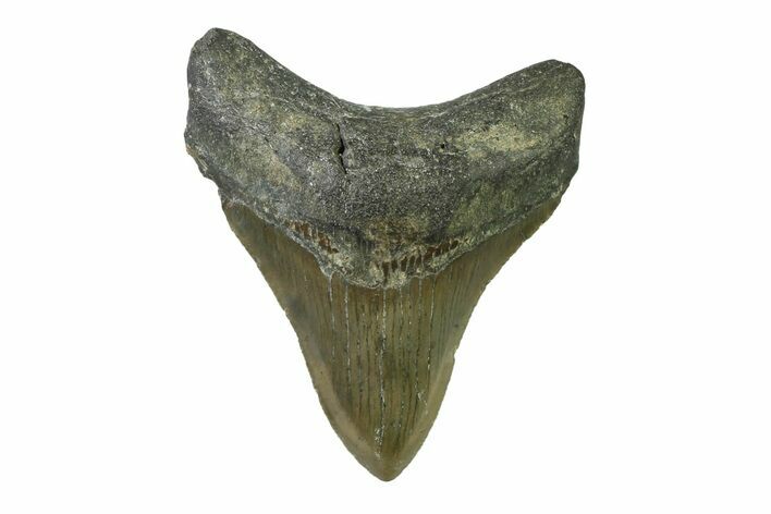 Serrated, Fossil Megalodon Tooth - North Carolina #338479